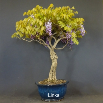 Blauregen, Wisteria
